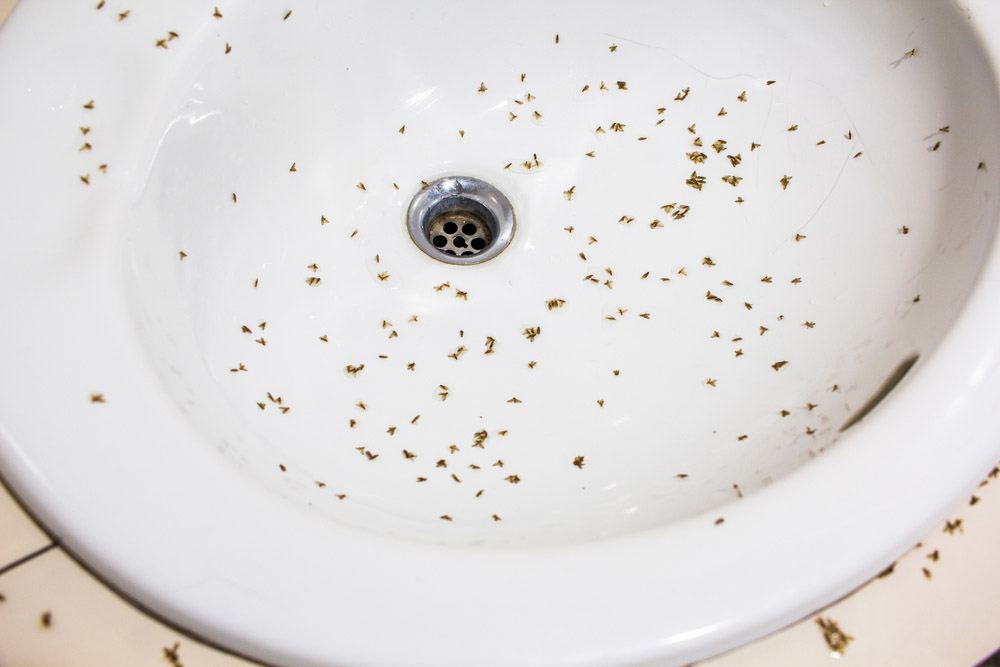 drain flies on sink (not a swarm)